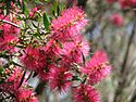 Callistemon 'Eureka'.jpg