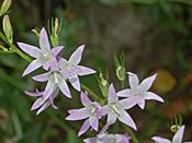 Campanulaceae - Campanula rapunculus-5