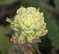 Castilleja wightii flower.jpg