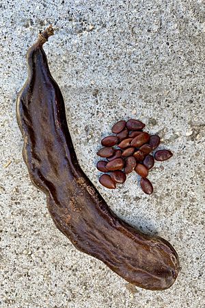 Ceratonia siliqua Pod and Seeds