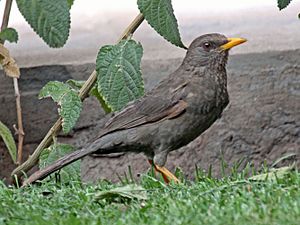 Chiguanco Thrush RWD5.jpg