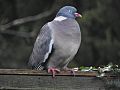 Common wood pigeon