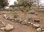 Conejo valley botanical gardens salvia garden.jpg