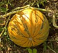 Cucurbita pepo var. styriaca05