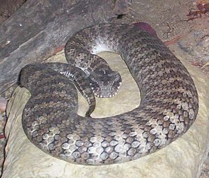 Death-Adder