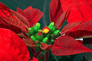 Detailaufnahme Weihnachtsstern - groß