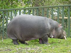 Dublin Zoo (6908408468)