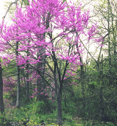 Eastern Redbud.png