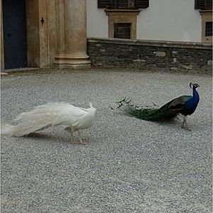 EggenbergerPeacocks