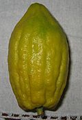 Etrog without Pitom.jpg