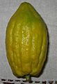 Etrog without Pitom