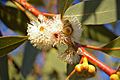 Eucalyptus dives flowers