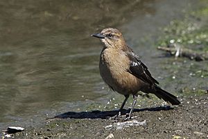 Euphagus cyanocephalus -San Luis Obispo -California-8a.jpg