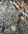 Frogs wintering under a habitat mat