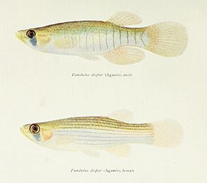 Illustration of "Fundulus dispar"