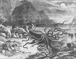 Giant squid catalina