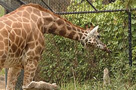 Giraffe-Melbourne-Zoo-20070224-038