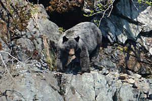 Glacier-Bear