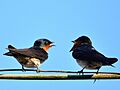 Hirundo tahitica(6)