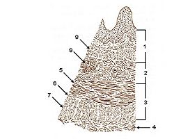 Illu esophageal layers.jpg