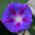 Ipomoea purpurea 2400px