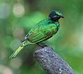 Iris Glossy Starling - side