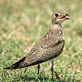 Juvenile of Oriental pratincole