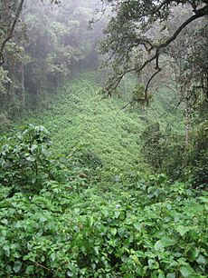 Kilimanjaro forest