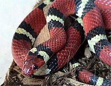 Lampropeltis triangulum elapsoides