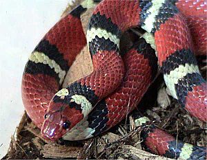 Lampropeltis triangulum elapsoides.jpg