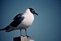 Larus atricilla1