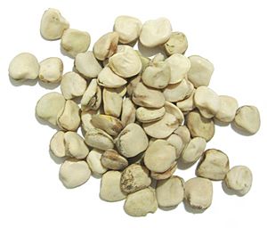 Lathyrus sativus seeds