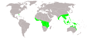 Lygodium microphylium distribution