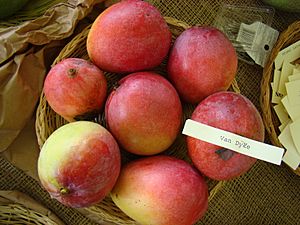 Mango VanDyke Asit fs8.jpg