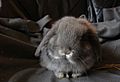 Miniature Lop3 - Grey