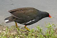 Moorhen.slimb.750pix