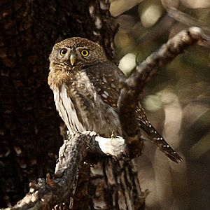 Mountain Pygmy Owl Glaucidium gnoma Arizona.jpg