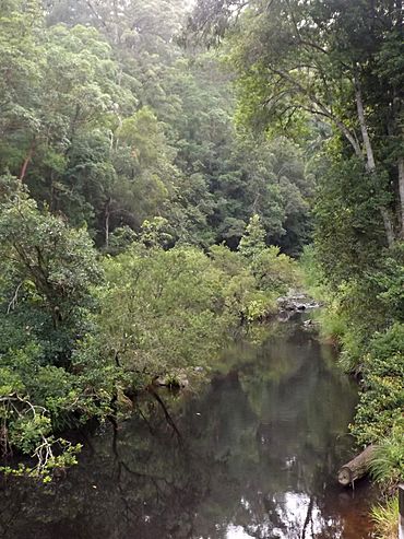 Mudgeeraba Creek, Austinville, Queensland.jpg