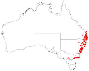 MuellerinacelastroidesDistribution.png