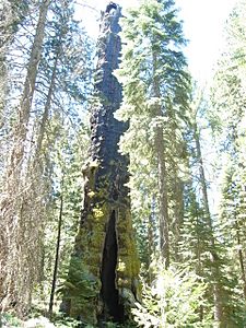 Muir Snag