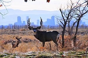 Mule-deer