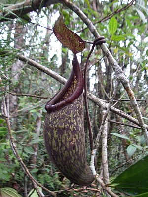 Nepenthes rigidifolia.jpg