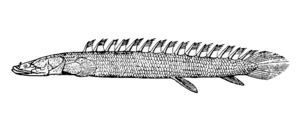 Nile bichir.png