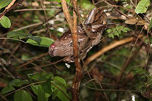 Oilbird (Steatornis caripensis)