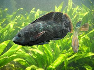 Oreochromis mossambicus