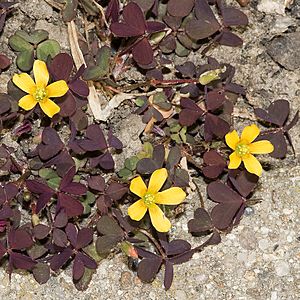 Oxalis.corniculata.7562