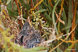 Painted Honeyeater nest2