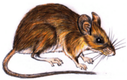 Pemberton's deer mouse.png