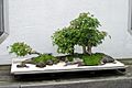 Penjing img 2257