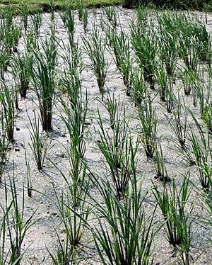 Perennial rice breeding nursery